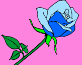Disegno Rosa  pitturato su Blue Rose