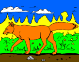 Disegno Coyote pitturato su volpina