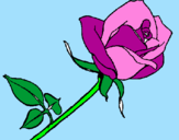 Disegno Rosa  pitturato su alessia