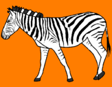 Disegno Zebra  pitturato su maurizio