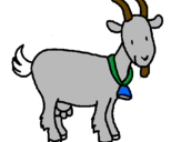 Disegno Capra  pitturato su capra