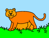 Disegno Panthera  pitturato su CRISTIAN
