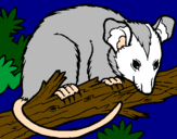 Disegno Scoiattolo Possum marsupiale pitturato su Riccardo