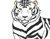 Disegno Tigre pitturato su lorenzo