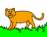 Disegno Panthera  pitturato su ale