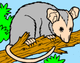 Disegno Scoiattolo Possum marsupiale pitturato su paolo