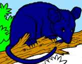 Disegno Scoiattolo Possum marsupiale pitturato su riccardomonti