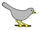 Disegno Uccello 4 pitturato su colombo