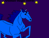 Disegno Cavallo Arabo pitturato su leila