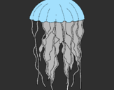 Disegno Medusa  pitturato su alexandros