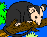 Disegno Scoiattolo Possum marsupiale pitturato su martina canni