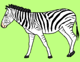 Disegno Zebra  pitturato su michela