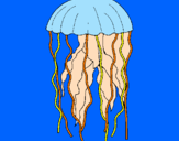 Disegno Medusa  pitturato su coccorella