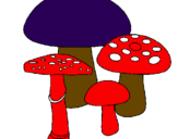 Disegno Funghi pitturato su riccardo
