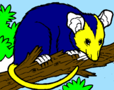 Disegno Scoiattolo Possum marsupiale pitturato su riccardo