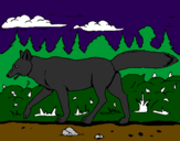Disegno Coyote pitturato su elisa.
