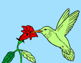 Disegno Colibrì con un fiore  pitturato su ALICE