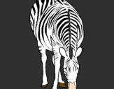 Disegno Zebra  pitturato su fabio