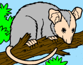 Disegno Scoiattolo Possum marsupiale pitturato su putignano