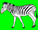 Disegno Zebra  pitturato su luca