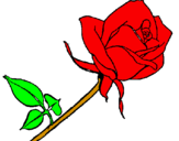 Disegno Rosa  pitturato su valentina