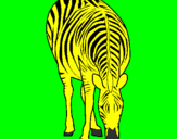 Disegno Zebra  pitturato su RICCARDO