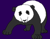 Disegno Orso panda  pitturato su Giulia 