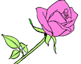 Disegno Rosa  pitturato su sarah