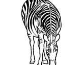 Disegno Zebra  pitturato su ISABELLA