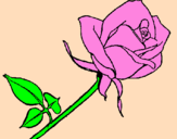 Disegno Rosa  pitturato su sara