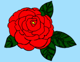 Disegno Rosa pitturato su florina