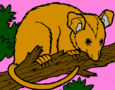 Disegno Scoiattolo Possum marsupiale pitturato su fiorella 