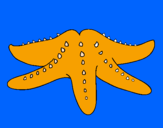 Disegno Stella di mare pitturato su stella marina