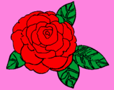 Disegno Rosa pitturato su giusy 