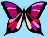 Disegno Farfalla 8 pitturato su federico