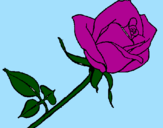 Disegno Rosa  pitturato su florina