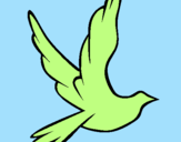 Disegno Colomba della pace in volo pitturato su Sara U.