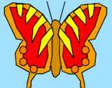 Disegno Farfalla  pitturato su thomas
