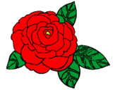 Disegno Rosa pitturato su rosa  rossa