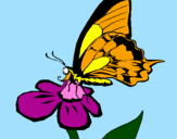 Disegno Farfalla su un fiore pitturato su tina