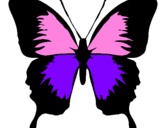 Disegno Farfalla con le ali nere pitturato su pippo
