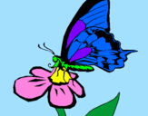 Disegno Farfalla su un fiore pitturato su _Luna_