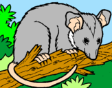 Disegno Scoiattolo Possum marsupiale pitturato su nadia