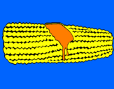 Disegno Pannocchia di mais  pitturato su daniele panciroli