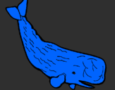 Disegno Balena enorme  pitturato su guglielmo