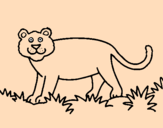Disegno Panthera  pitturato su r4e4e4rrrrrer