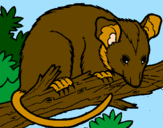 Disegno Scoiattolo Possum marsupiale pitturato su giangy