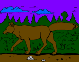 Disegno Coyote pitturato su debora