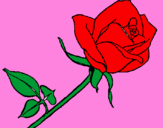 Disegno Rosa  pitturato su rosa rossa