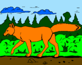 Disegno Coyote pitturato su sofia